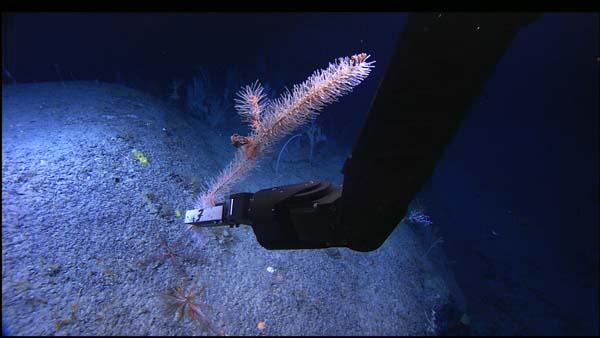 Bottlebrush white coral