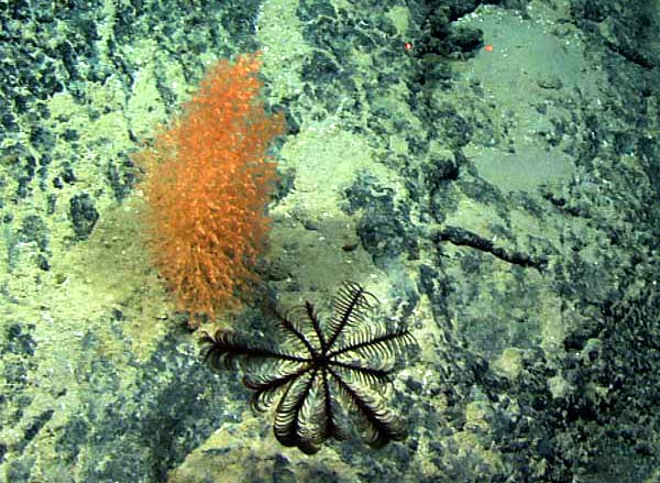 Top view of a stalked crinoid next to the bamboo coral