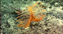 A grenadier drifts by a black coral. 