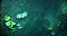 Several sponges cling to the vertical face of a wall.