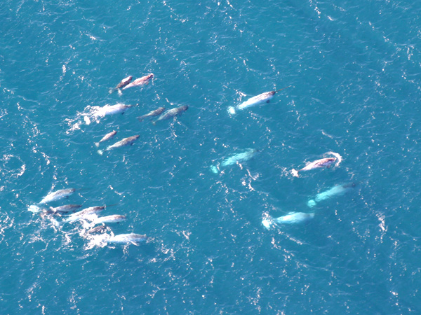 A pod of narwhals from northern Canada