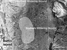 sea ice concentration on the narwhal wintering grounds