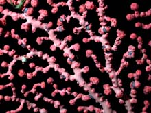 Close-up of bubblegum coral