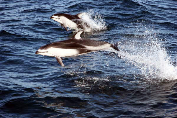 Pacific white-sided dolphin