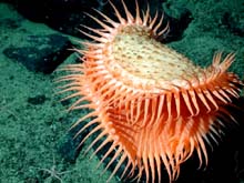 An unidentified cnidarian that resembles a Venus flytrap from the family Hormathiidae. Found at 1874 meters depth on the slopes of the Davidson Seamount.