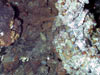 A glimpse of a biological community at a Forecast vent site.