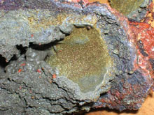 A cross section of the chimney cultured for microbial studies.