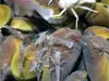 Mussels and shrimp colonies at NW Eifuku.