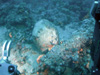 Thetis floats over top of a shipwreck site thought to be about 200 years old.