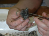 Erin Becker of Penn State University searches for organisms hidden within an oil-stained sediment sample.