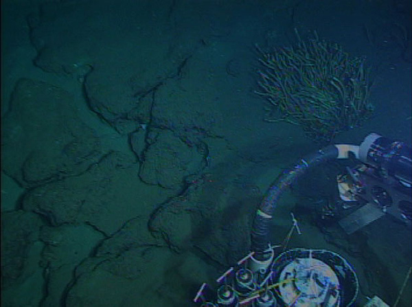 This image taken from ALVIN shows a lone tubeworm bush growing among a number of porous carbonate boulders