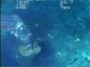 ALVIN pilot Pat Hickey collects one of the largest specimens of Bathymodiolus brooksi that we've ever seen.