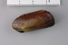 Bivalve mollusc