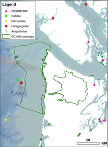 Prior to the recent research efforts, only one species of habitat-forming coral had been documented in the OCNMS.