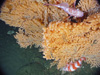 Looking down on the Primnoa colony you can see redbanded and darkblotched rockfish nestled in the branches. 