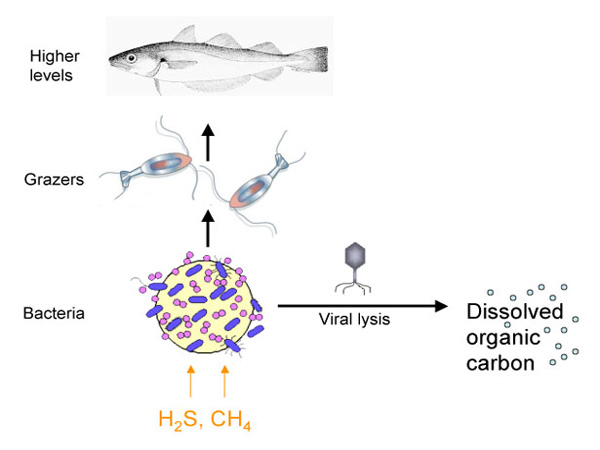 Schematic of microbial loop/virus loop