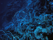 As light becomes limiting in the deep reef fewer hard corals are able to survive.