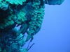 This brown sponge (Agelas conifera) can grow to enormous proportions on deeper reefs where it can form long creeping arms extending into the depths.