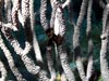 A frequently found Cyanobacteria overgrowing benthic organisms such as this soft coral.