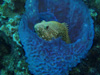 Rock hind in a sponge photographed while free diving off Klien Bonaire in about 20 ft. of water.