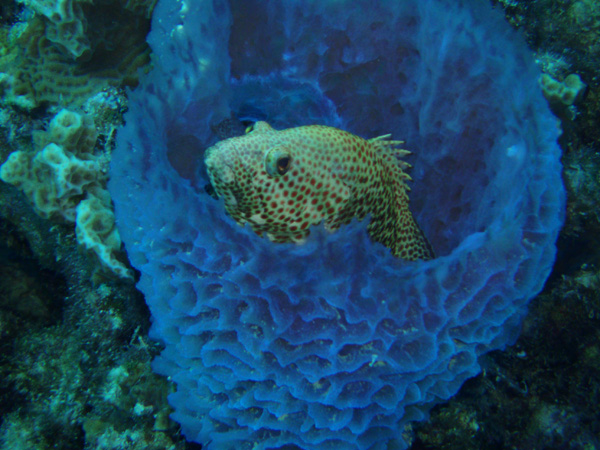 Rock hind in a sponge