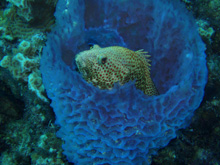 Rock hind in a sponge