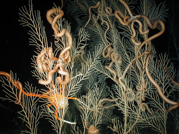 Figure 1. Callogorgia americana delta, an abundant coral species in the Gulf of Mexico. 