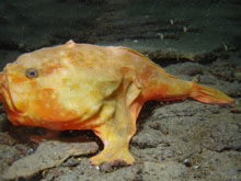 A redeye gaper at 240 m depth at the Green Canyon site. 