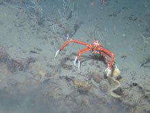 Eumunida picta challenges the remotely operated vehicle.