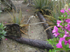 A large wooden-stock 19th-century anchor, salvaged from the Northwest Reef area in the early 1970’s.