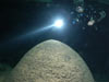 Prof. Tom Iliffe examines a large stalagmite in the North Shore Passage of Green Bay Cave, Bermuda.