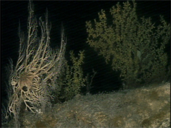 Basket star on left and golden coral on right.