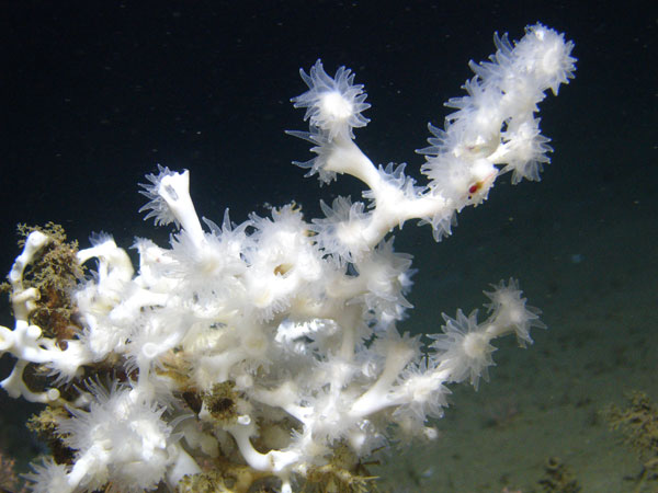 A close-up of the scleractinian coral Lophelia pertusa.