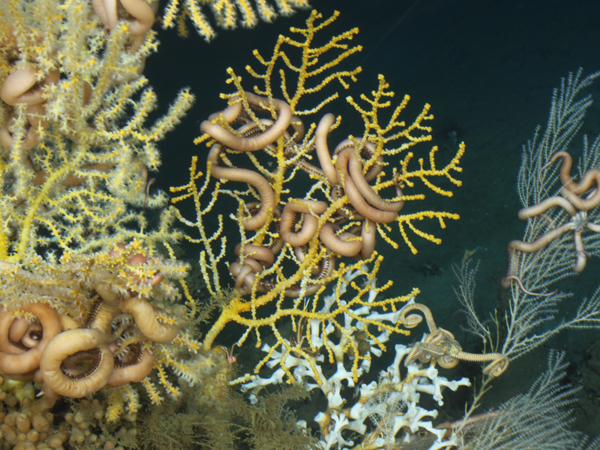 Macro image made with 60 mm lens showing sea fans with brittle stars.