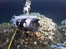 Latest deep-sea camera system uses a Canon SLR with LED flood lamps in a 'hand-held' mounting.  The housing is titanium with a domed optical port.