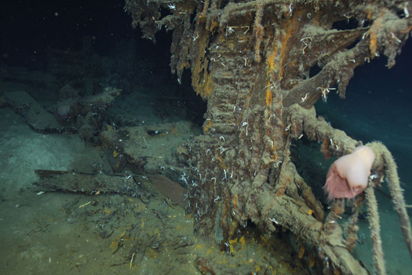 The stem and beak of the 7000 ft shipwreck. 