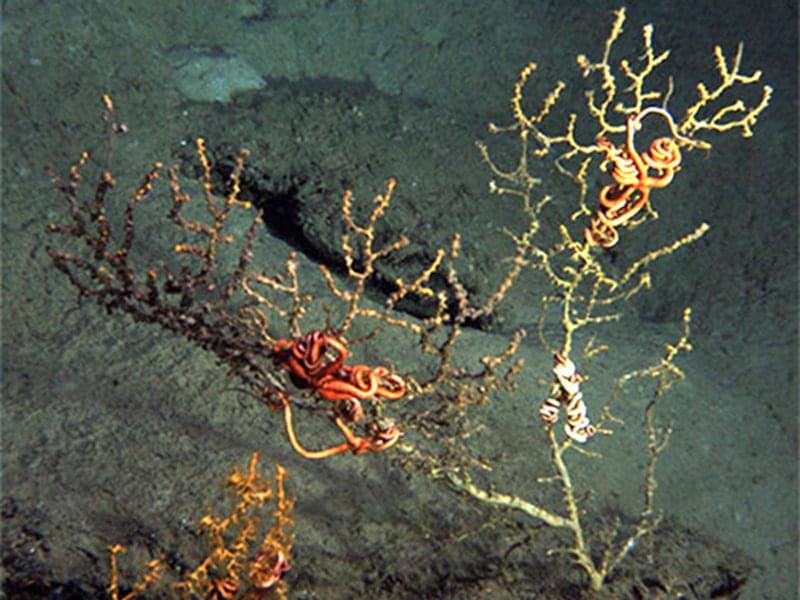 A single colony of coral with dying and dead sections (on left), apparently living tissue (top right) and bare skeleton with very sickly looking brittle star on the base.