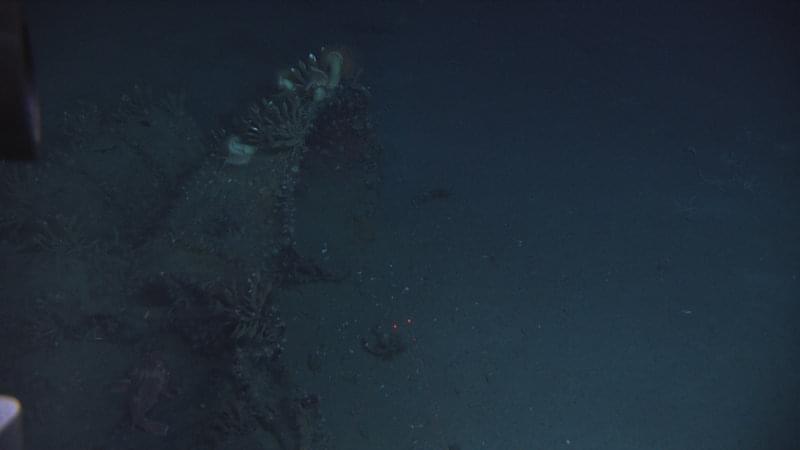 The ventilator thrown from the ship in the sinking blast supplies Gooseneck barnacles with a surface to grow upon.