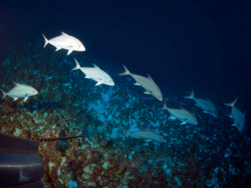 School of Almaco Jack greeting divers at the top of the Challenger Seamount wall at a depth of 200 ft.