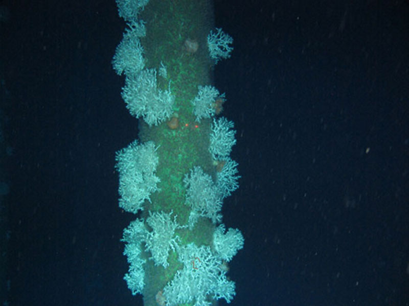 Figure 1. Lophelia pertusa growing on a tendon at Jolliet platform, a tension leg platform.