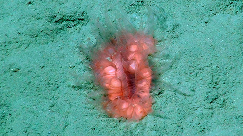 Flabellum, a solitary cup coral, with its tentacles extended into the water column. Like other deep-water corals, Flabellum’s evolutionary history and closest relatives are difficult to discern.