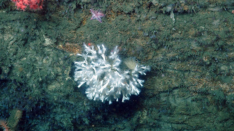 A small cluster of Lophelia coral growing on a vertical rock wall in Norfolk Canyon. Lophelia is capable of forming large deepwater reefs in some areas.