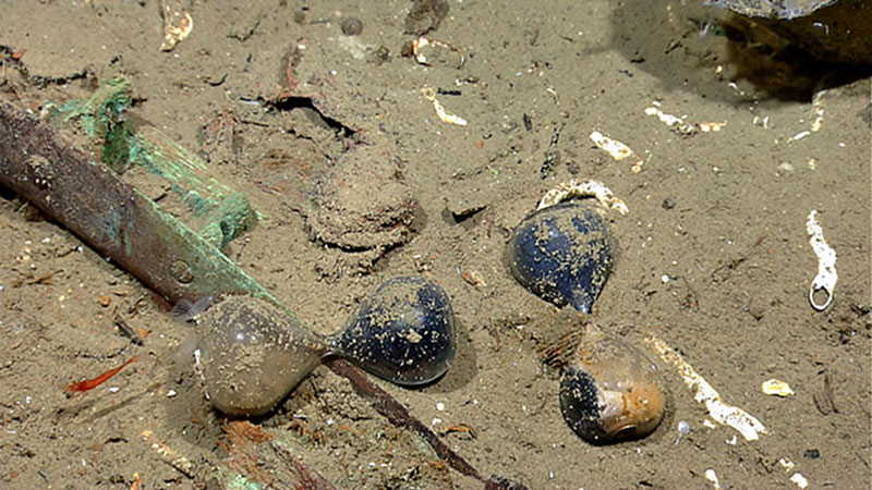 Sand clocks, or sand glasses, were used as timers for the chip log line, which was trolled aft of the vessel and timed to determine the vessel’s speed for the navigator. In use, a line knotted at regular intervals is attached to the ship log. After deploying the log, a sailor counted the number of knots passing through his hand over a given length of time as measured by a sand clock. Vessels of the period carried sand clocks timed to various increments such as 28 and 48 seconds, as well as minute glasses. These are two of five sand clocks so far found on the shipwreck.