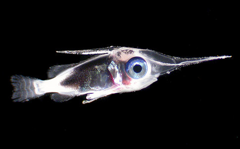 Figure 3. A larval squirrelfish of the Family Holocentridae. Larval fish are sampled using plankton nets or light traps.