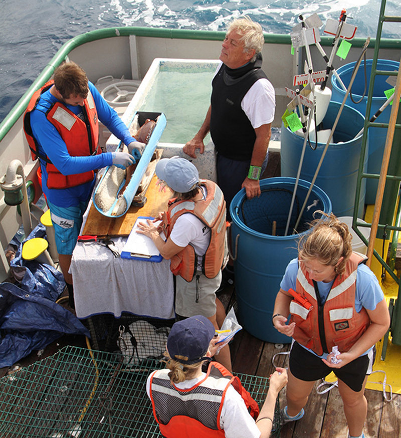 The entire Fish Group “A Team” working-up a red grouper