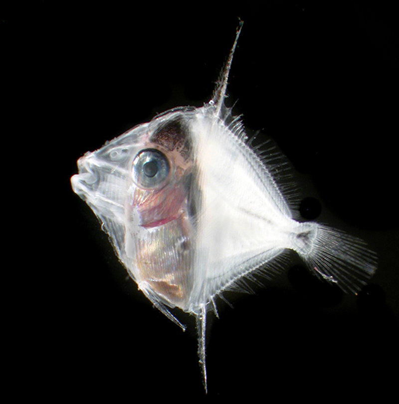 Surgeonfish larvae caught with our plankton net.