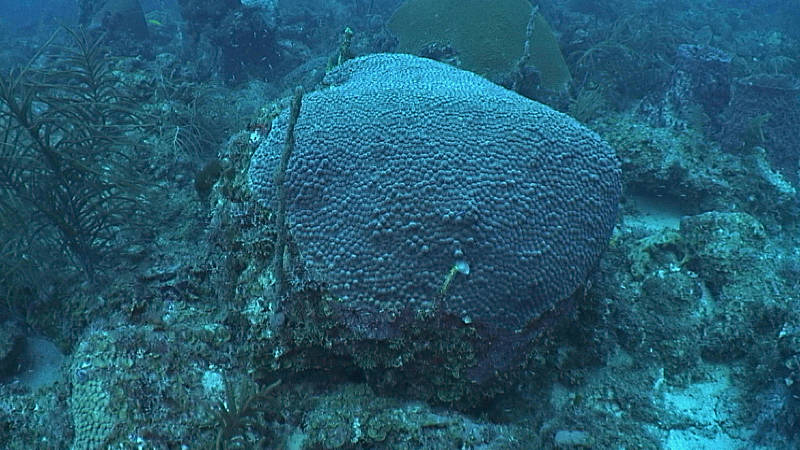 Not far away from the sand plains of our first two dives of the day, we found a diverse coral reef dominated by the hard coral, Montastraea cavernosa.