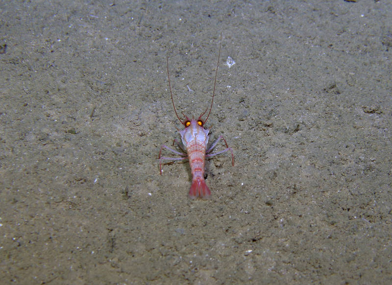 July 27: ROV Pilot