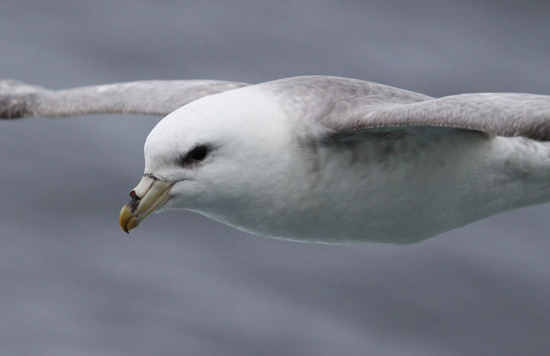 The northern fulmar nests in the Bering Sea but can sometimes be found traveling through the Chukchi Borderland.