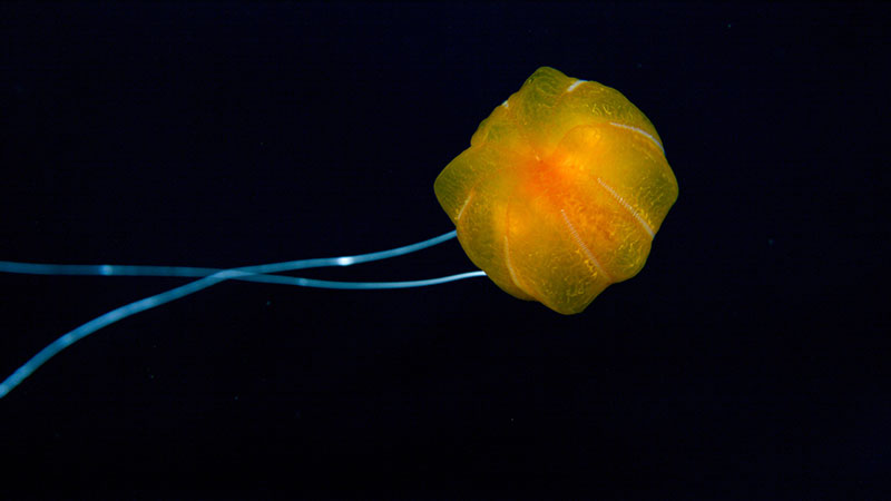 This image of Mr. Pumpkin in the water column was taken by the Global Explorer ROV. It is important to image any undescribed species in its own habitat.